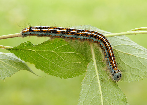 66.003 BF1634 Lackey Malacosoma neustria