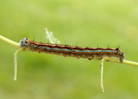 66.003 BF1634 Lackey Malacosoma neustria