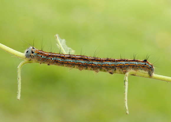 66.003 BF1634 Lackey Malacosoma neustria