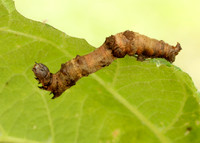 70.239 BF1919 Purple Thorn Selenia tetralunaria