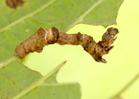 70.239 BF1919 Purple Thorn Selenia tetralunaria
