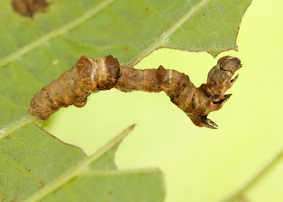 70.239 BF1919 Purple Thorn Selenia tetralunaria