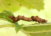 70.239 BF1919 Purple Thorn Selenia tetralunaria