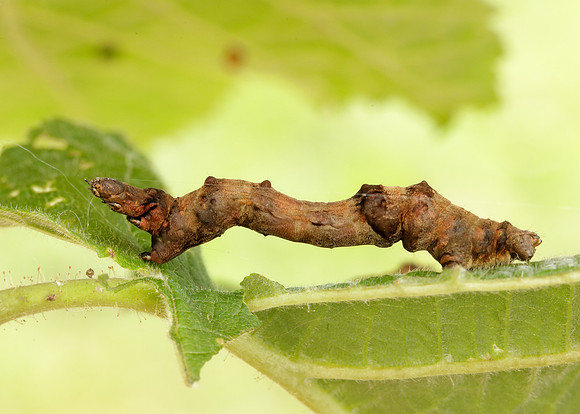70.239 BF1919 Purple Thorn Selenia tetralunaria