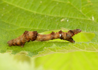 70.239 BF1919 Purple Thorn Selenia tetralunaria