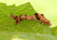 70.239 BF1919 Purple Thorn Selenia tetralunaria