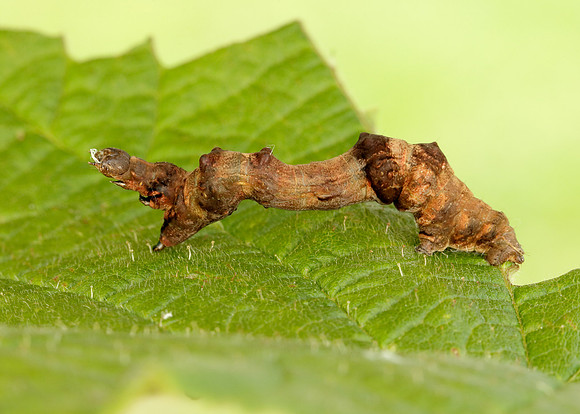 70.239 BF1919 Purple Thorn Selenia tetralunaria