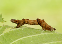 70.239 BF1919 Purple Thorn Selenia tetralunaria