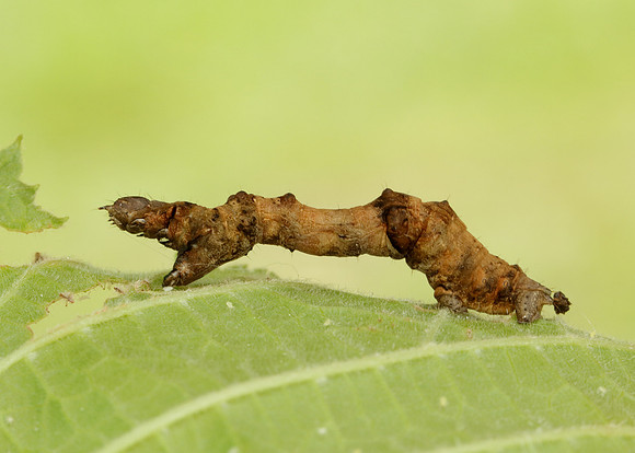 70.239 BF1919 Purple Thorn Selenia tetralunaria