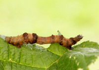 70.239 BF1919 Purple Thorn Selenia tetralunaria