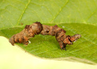 70.239 BF1919 Purple Thorn Selenia tetralunaria