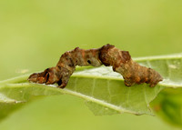 70.239 BF1919 Purple Thorn Selenia tetralunaria