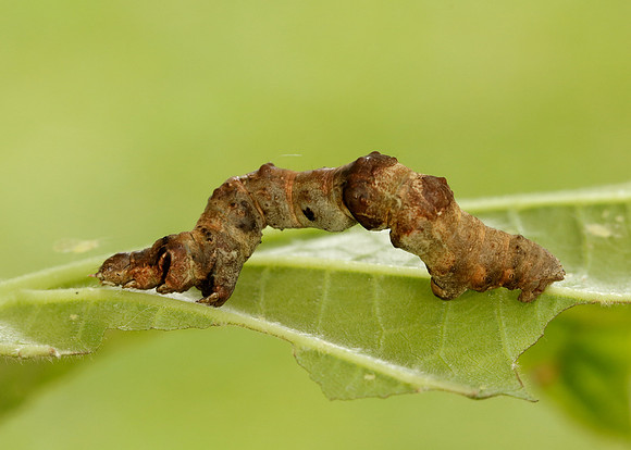 70.239 BF1919 Purple Thorn Selenia tetralunaria