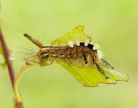 72.017 BF2026 Vapourer Orgyia antiqua