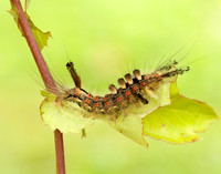 72.017 BF2026 Vapourer Orgyia antiqua