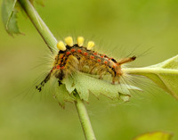 72.017 BF2026 Vapourer Orgyia antiqua
