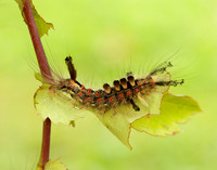 72.017 BF2026 Vapourer Orgyia antiqua