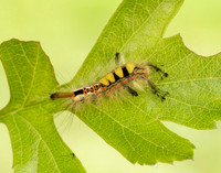 72.017 BF2026 Vapourer Orgyia antiqua