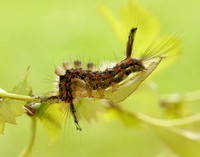 72.017 BF2026 Vapourer Orgyia antiqua