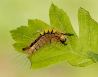 72.017 BF2026 Vapourer Orgyia antiqua