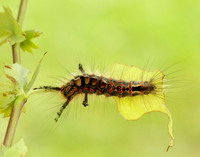 72.017 BF2026 Vapourer Orgyia antiqua