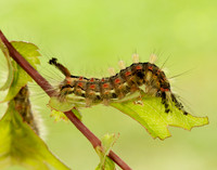 72.017 BF2026 Vapourer Orgyia antiqua