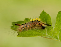 72.017 BF2026 Vapourer Orgyia antiqua