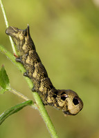 69.016 BF1991 Elephant Hawk-moth Deilephila elpenor