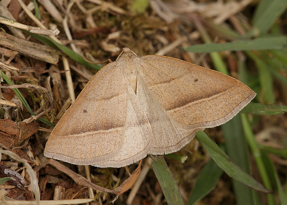 70.222 BF1902 Brown Silver-line petrophora chlorosata