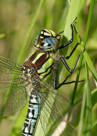 Hairy Dragonfly Brachytron pratense