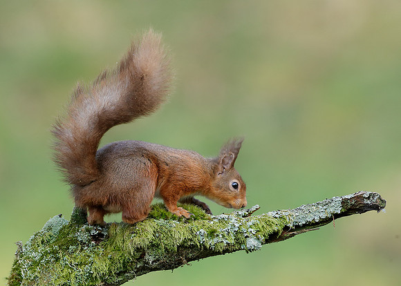 Red Squirrel  Sciurus vulgaris