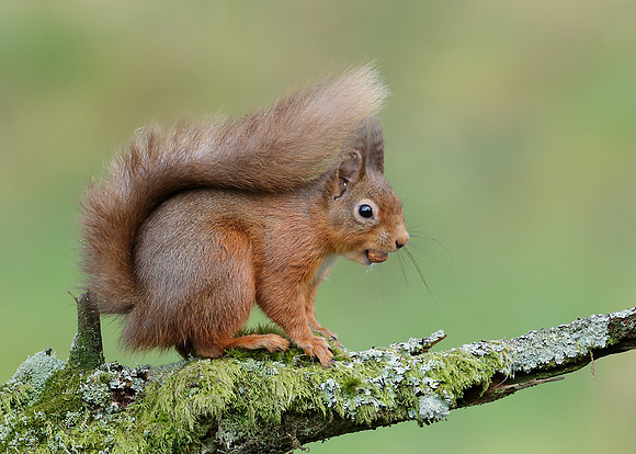 Red Squirrel  Sciurus vulgaris