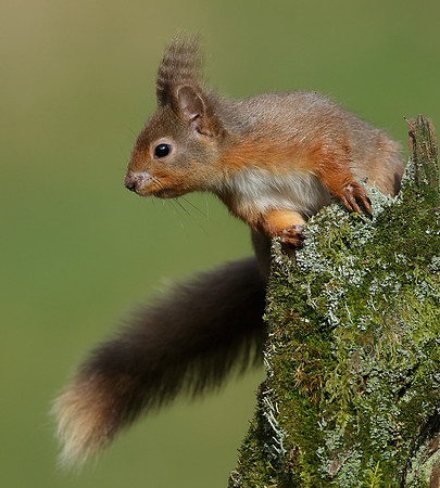 Red Squirrel  Sciurus vulgaris