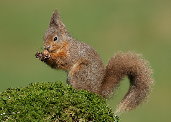 Red Squirrel  Sciurus vulgaris