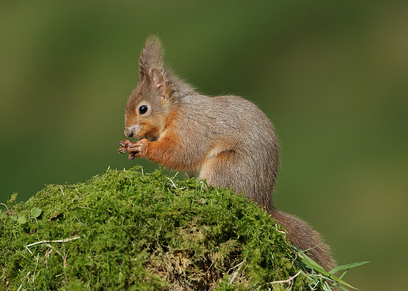 Red Squirrel  Sciurus vulgaris