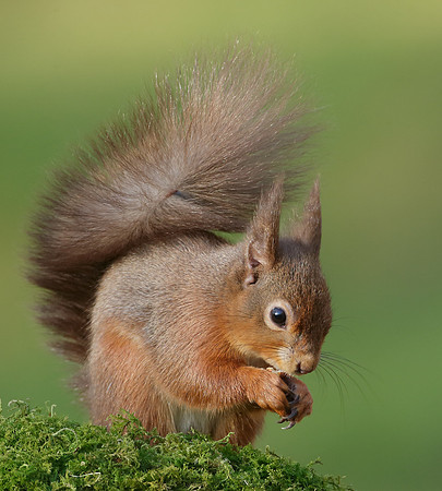 Red Squirrel  Sciurus vulgaris