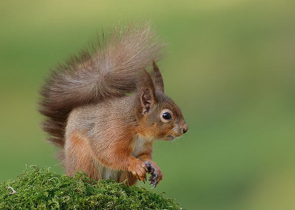 Red Squirrel  Sciurus vulgaris