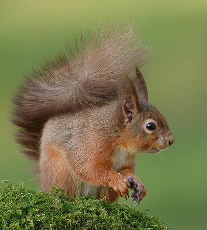 Red Squirrel  Sciurus vulgaris