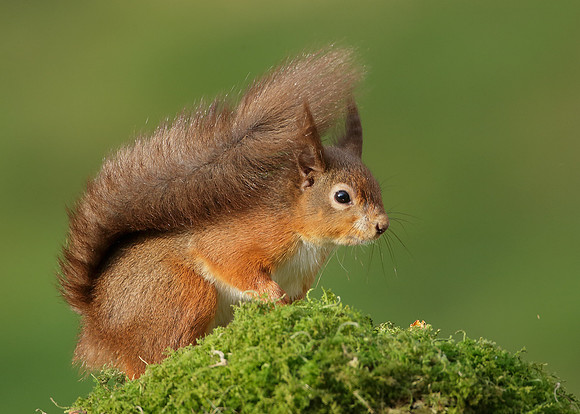 Red Squirrel  Sciurus vulgaris
