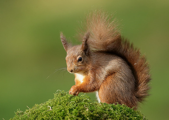 Red Squirrel  Sciurus vulgaris
