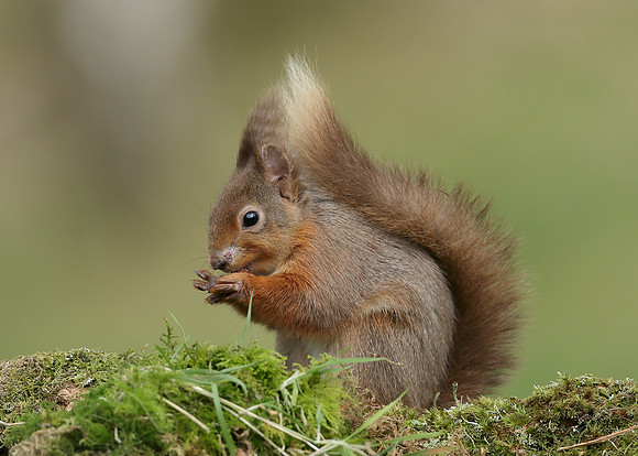 Red Squirrel  Sciurus vulgaris