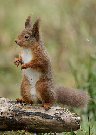 Red Squirrel  Sciurus vulgaris