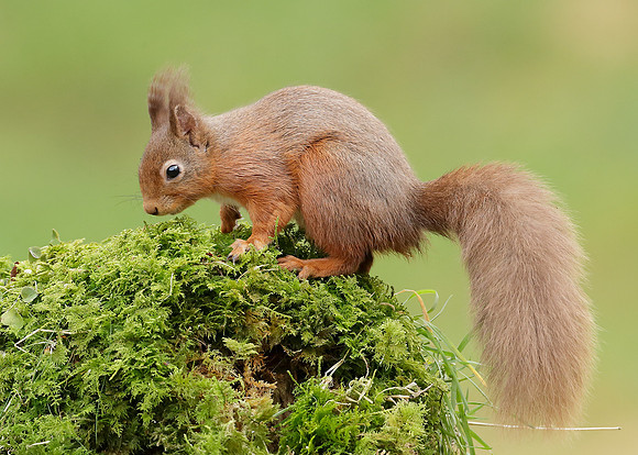 Red Squirrel  Sciurus vulgaris