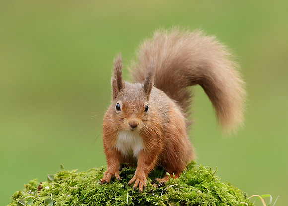 Red Squirrel  Sciurus vulgaris