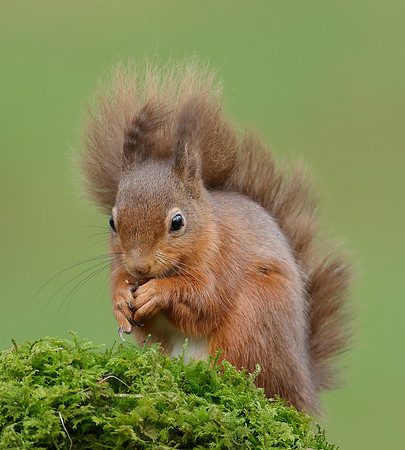 Red Squirrel  Sciurus vulgaris
