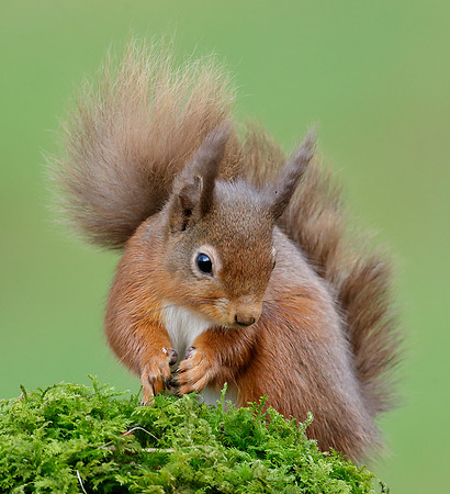 Red Squirrel  Sciurus vulgaris