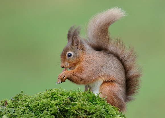 Red Squirrel  Sciurus vulgaris