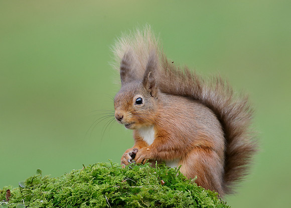 Red Squirrel  Sciurus vulgaris