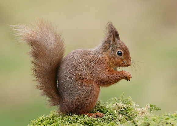 Red Squirrel  Sciurus vulgaris