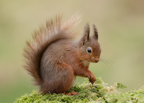 Red Squirrel  Sciurus vulgaris